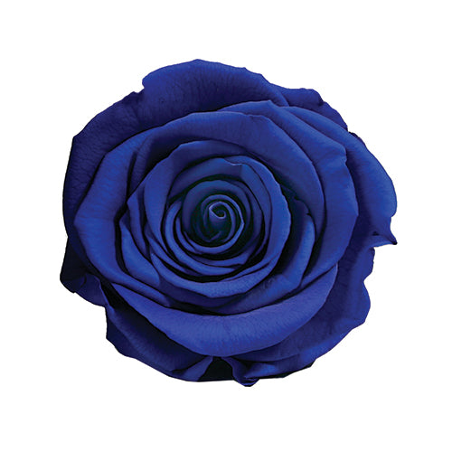 Élégance Intemporelle - Bouquet de 2 Roses Éternelles avec eucalyptus Personnalisables