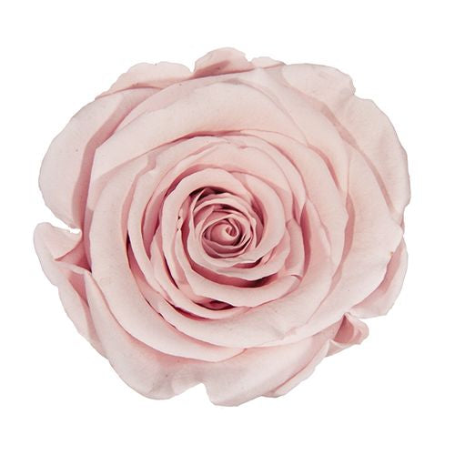 Élégance Intemporelle - Bouquet de 2 Roses Éternelles avec eucalyptus Personnalisables