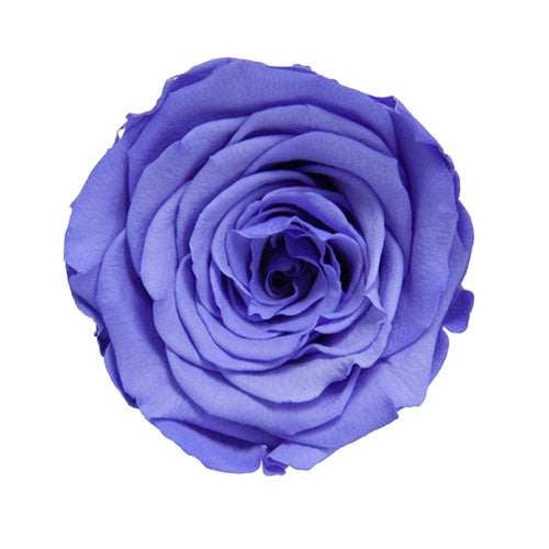 Timeless Elegance - Bouquet of 2 Eternal Roses with Eucalyptus - Customizable