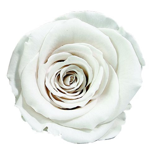 Élégance Intemporelle - Bouquet de 2 Roses Éternelles avec eucalyptus Personnalisables