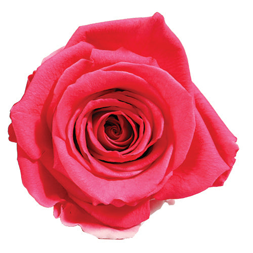 Timeless Elegance - Bouquet of 2 Eternal Roses with Eucalyptus - Customizable