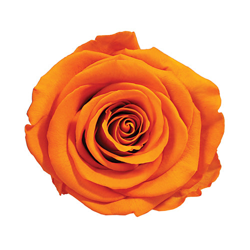Élégance Intemporelle - Bouquet de 2 Roses Éternelles avec eucalyptus Personnalisables
