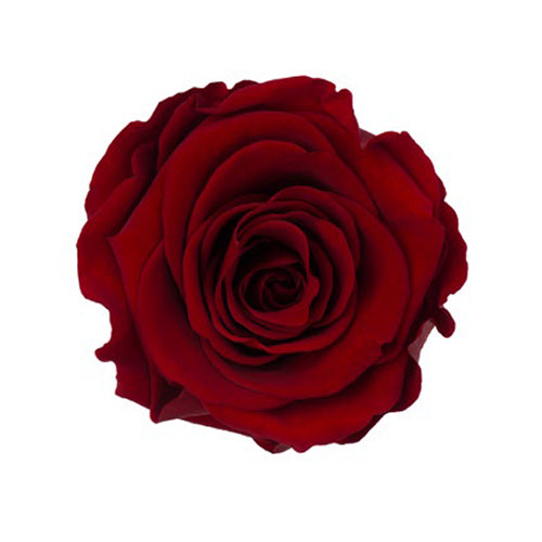 Élégance Intemporelle - Bouquet de 2 Roses Éternelles avec eucalyptus Personnalisables