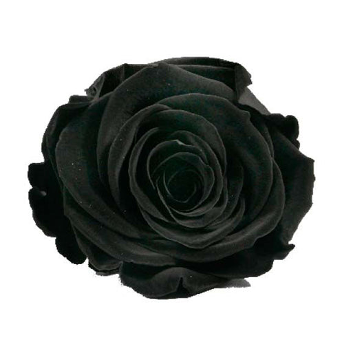 Élégance Intemporelle - Bouquet de 2 Roses Éternelles avec eucalyptus Personnalisables