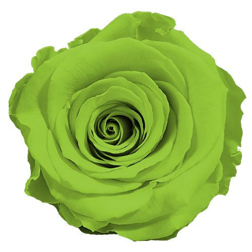 Élégance Intemporelle - Bouquet de 2 Roses Éternelles avec eucalyptus Personnalisables