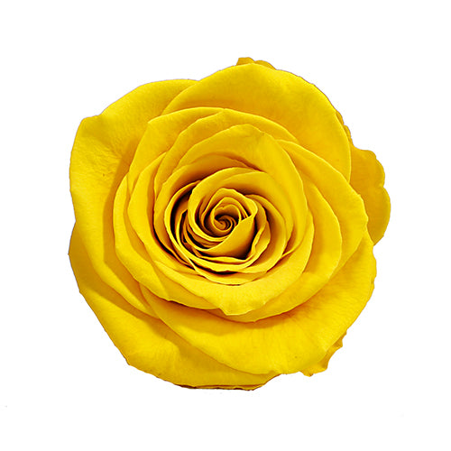 Élégance Intemporelle - Bouquet de 2 Roses Éternelles avec eucalyptus Personnalisables
