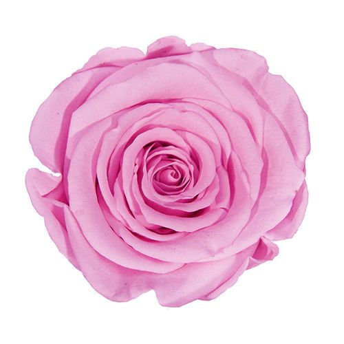 Timeless Elegance - Bouquet of 2 Eternal Roses with Eucalyptus - Customizable