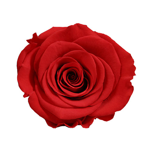 Élégance Intemporelle - Bouquet de 2 Roses Éternelles avec eucalyptus Personnalisables