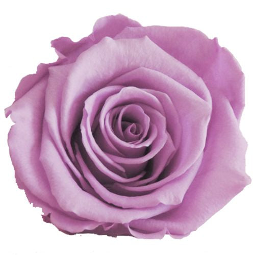 Timeless Elegance - Bouquet of 2 Eternal Roses with Eucalyptus - Customizable