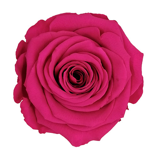 Élégance Intemporelle - Bouquet de 2 Roses Éternelles avec eucalyptus Personnalisables