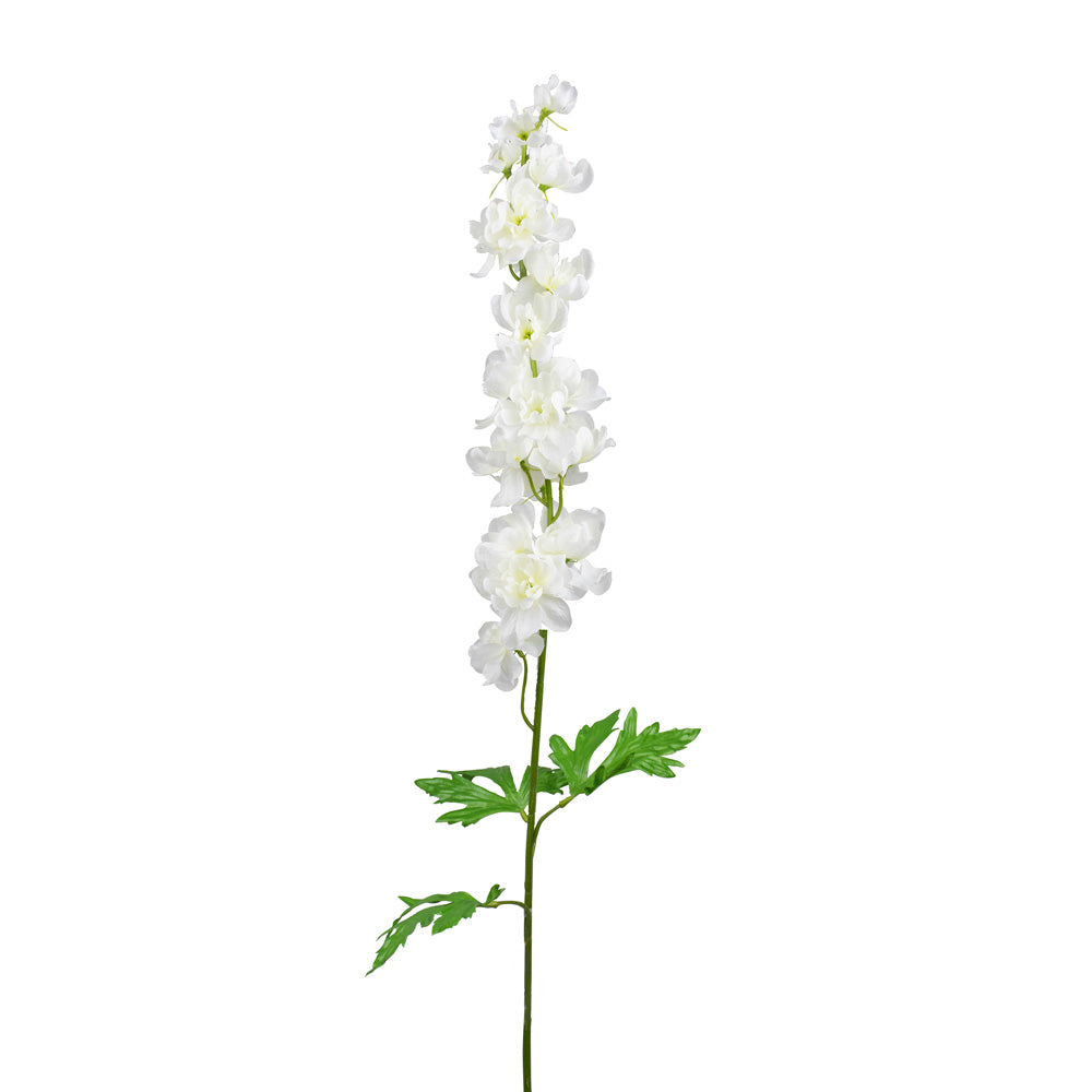 Delphinium blanc