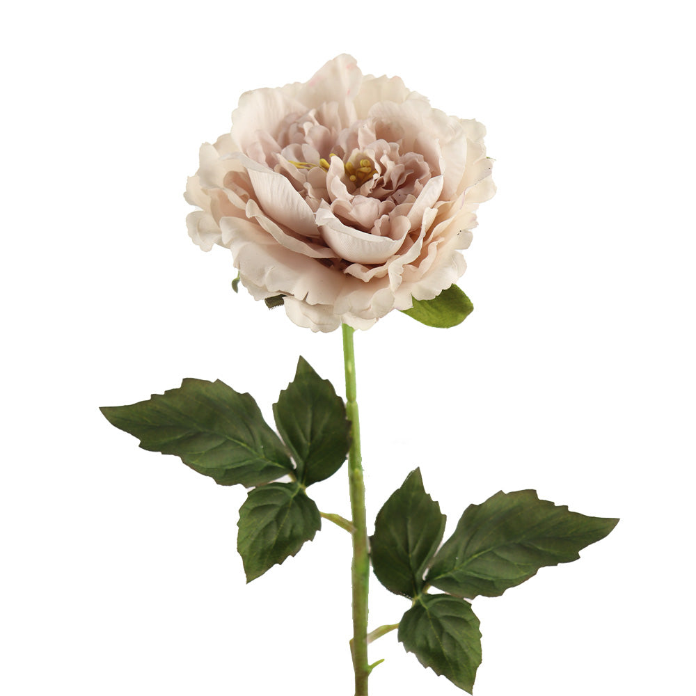 TIGE DE PIVOINE «TOUCHER RÉEL», MAUVE, 24½&