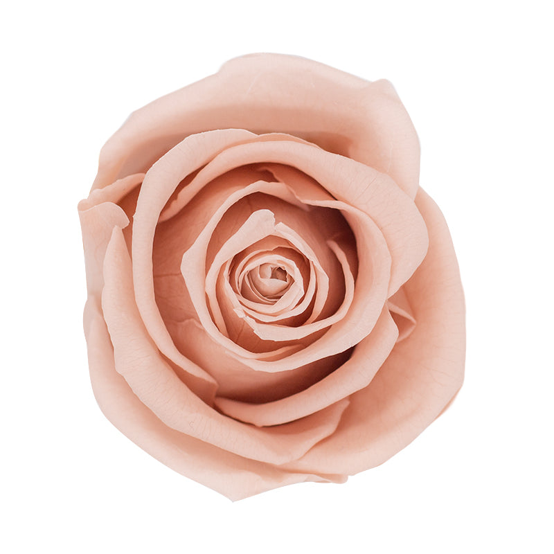 Timeless Elegance - Bouquet of 2 Eternal Roses with Eucalyptus - Customizable