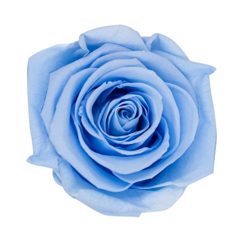 Élégance Intemporelle - Bouquet de 2 Roses Éternelles avec eucalyptus Personnalisables