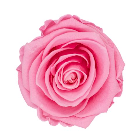 Timeless Elegance - Bouquet of 2 Eternal Roses with Eucalyptus - Customizable