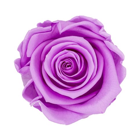 Élégance Intemporelle - Bouquet de 2 Roses Éternelles avec eucalyptus Personnalisables