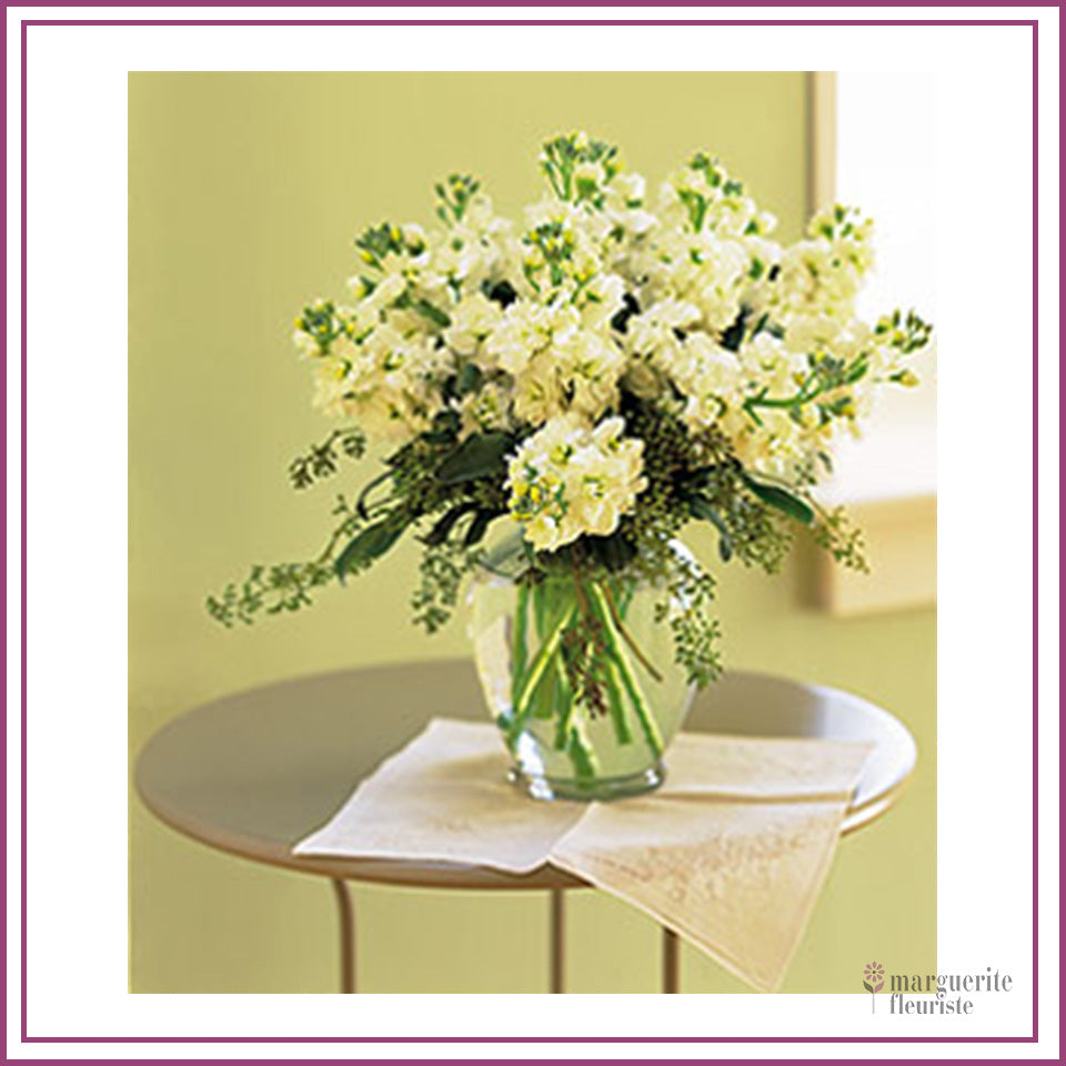 Bouquet de Giroflées Blanches Élégant