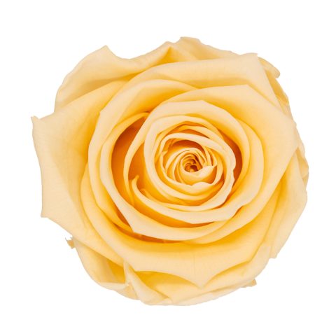 Timeless Elegance - Bouquet of 2 Eternal Roses with Eucalyptus - Customizable