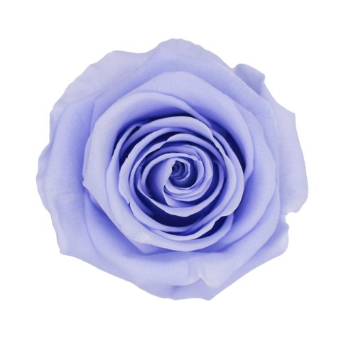 Élégance Intemporelle - Bouquet de 2 Roses Éternelles avec eucalyptus Personnalisables