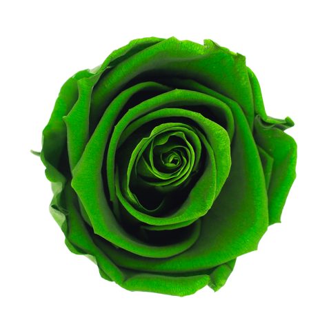 Élégance Intemporelle - Bouquet de 2 Roses Éternelles avec eucalyptus Personnalisables