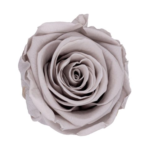 Élégance Intemporelle - Bouquet de 2 Roses Éternelles avec eucalyptus Personnalisables