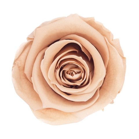 Timeless Elegance - Bouquet of 2 Eternal Roses with Eucalyptus - Customizable