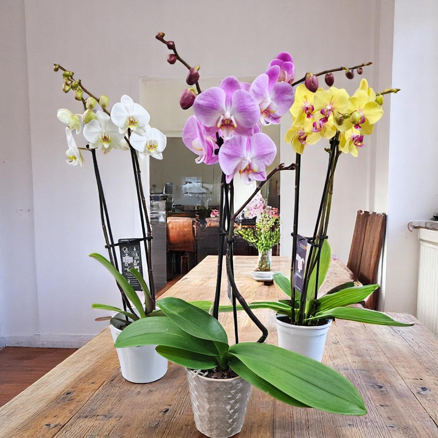 Orchidée Élégance