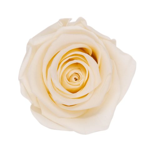 Élégance Intemporelle - Bouquet de 2 Roses Éternelles avec eucalyptus Personnalisables