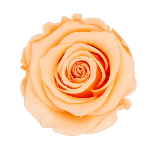 Timeless Elegance - Bouquet of 2 Eternal Roses with Eucalyptus - Customizable