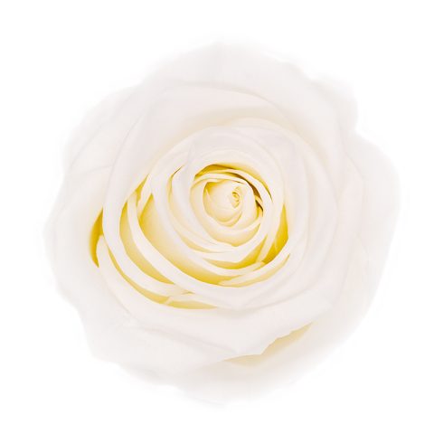 Élégance Intemporelle - Bouquet de 2 Roses Éternelles avec eucalyptus Personnalisables