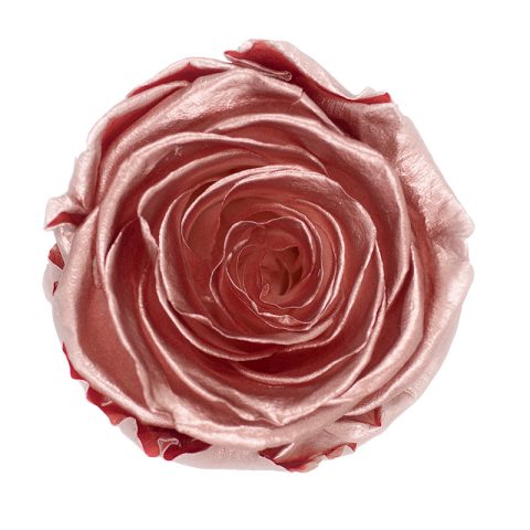 Élégance Intemporelle - Bouquet de 2 Roses Éternelles avec eucalyptus Personnalisables