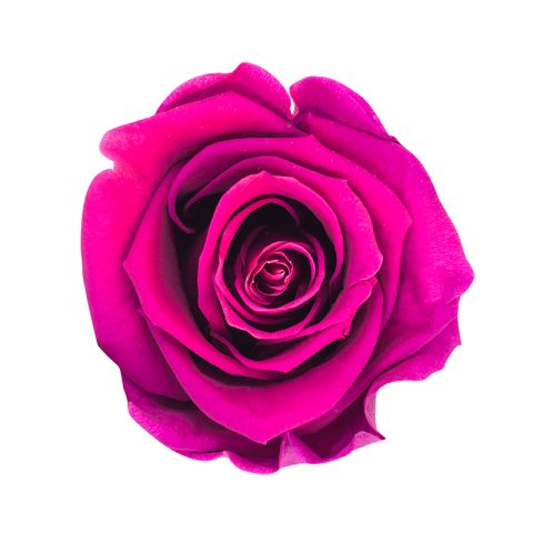 Élégance Intemporelle - Bouquet de 2 Roses Éternelles avec eucalyptus Personnalisables