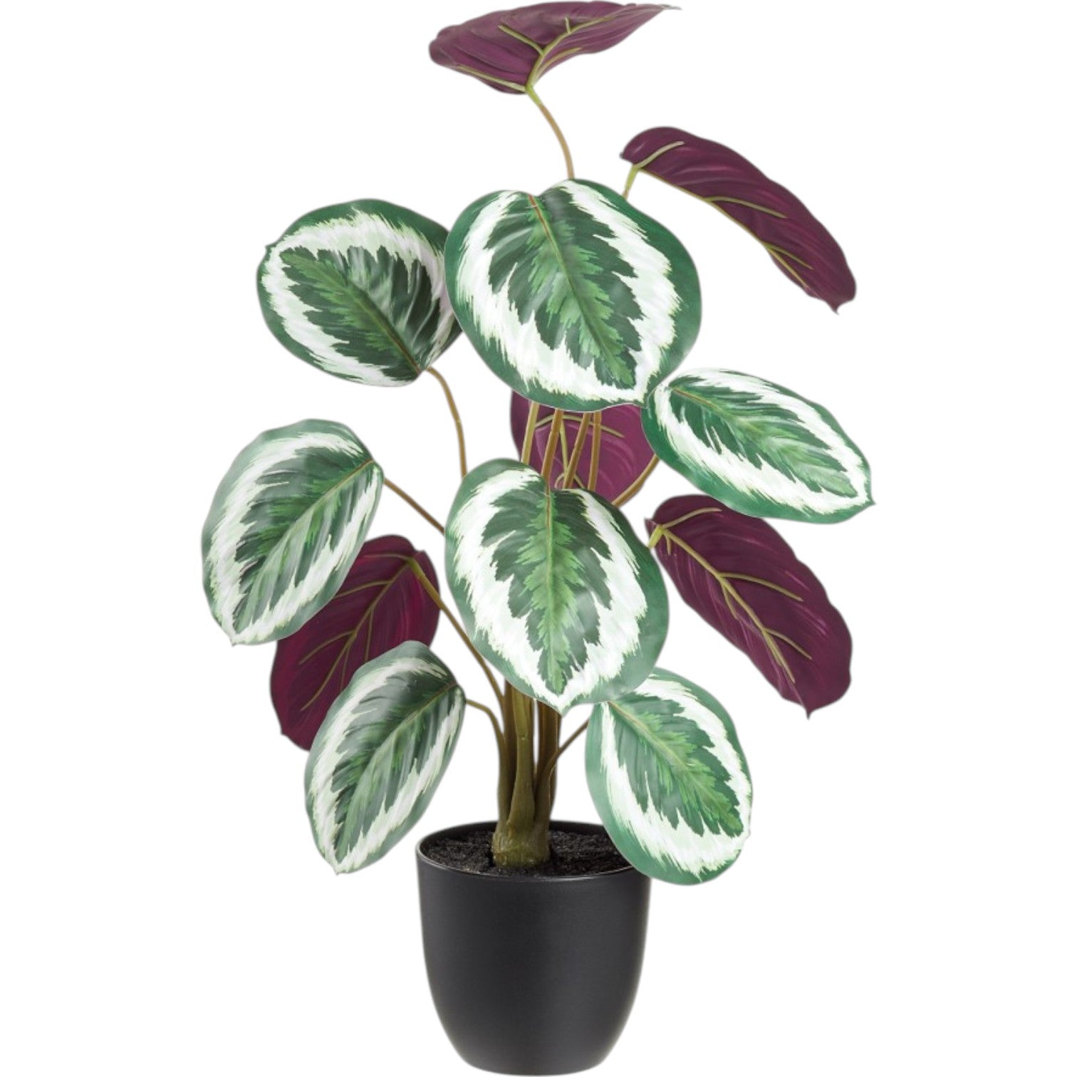 Calathea Artificielle Bicolore – 18 pouces