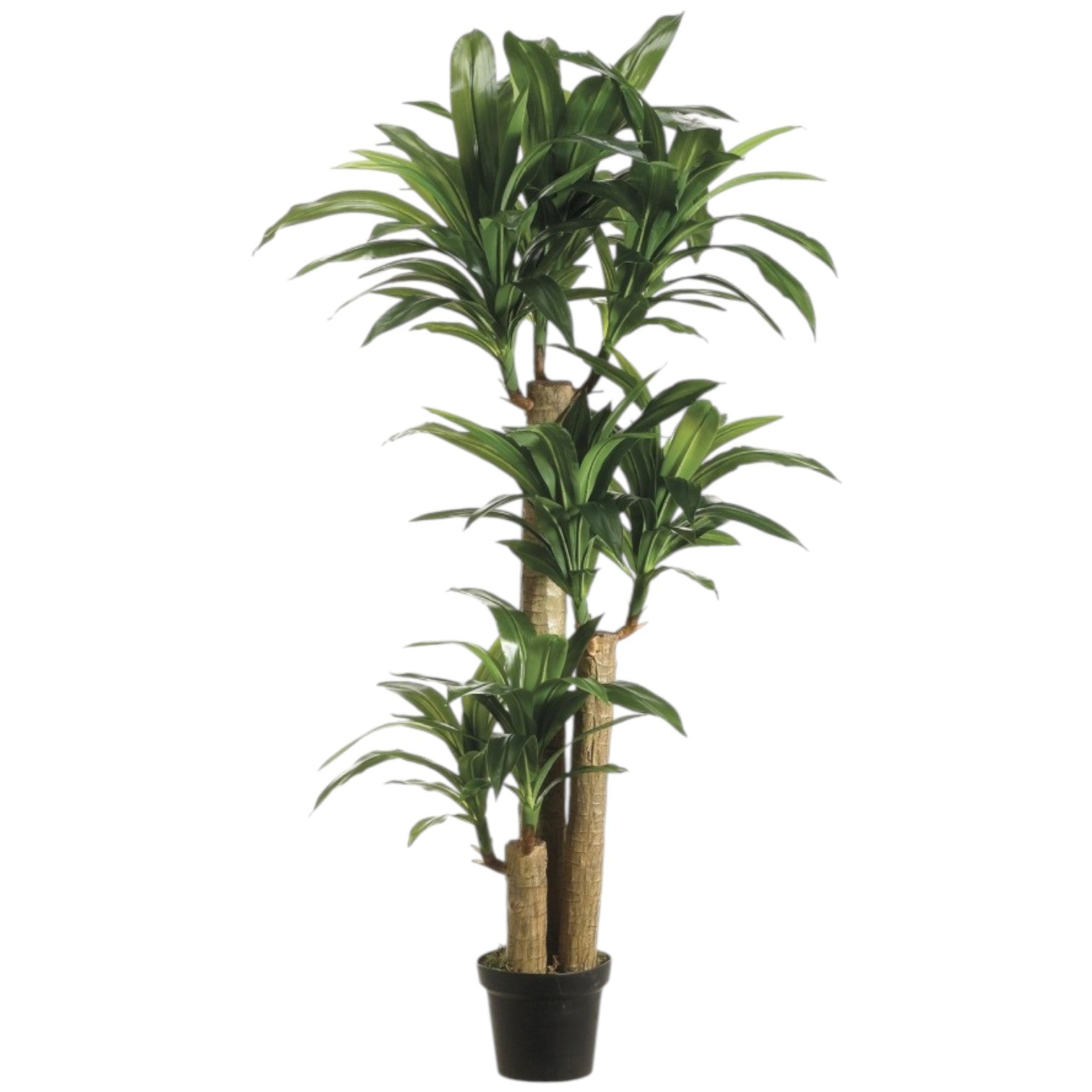 Dracaena Artificiel Tronc Multiple – 5 pieds