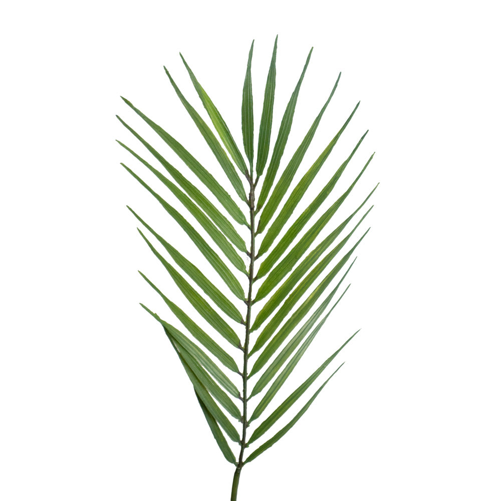 FEUILLE DE PALMIER, VERT, 23"