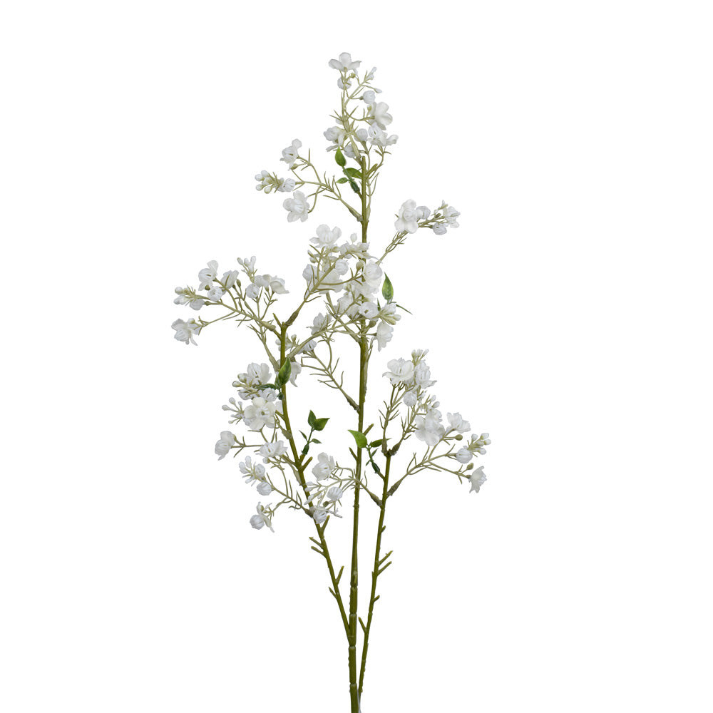 TIGE DE CHAMELAUCIUM (3 BRANCHES), BLANC, 31&