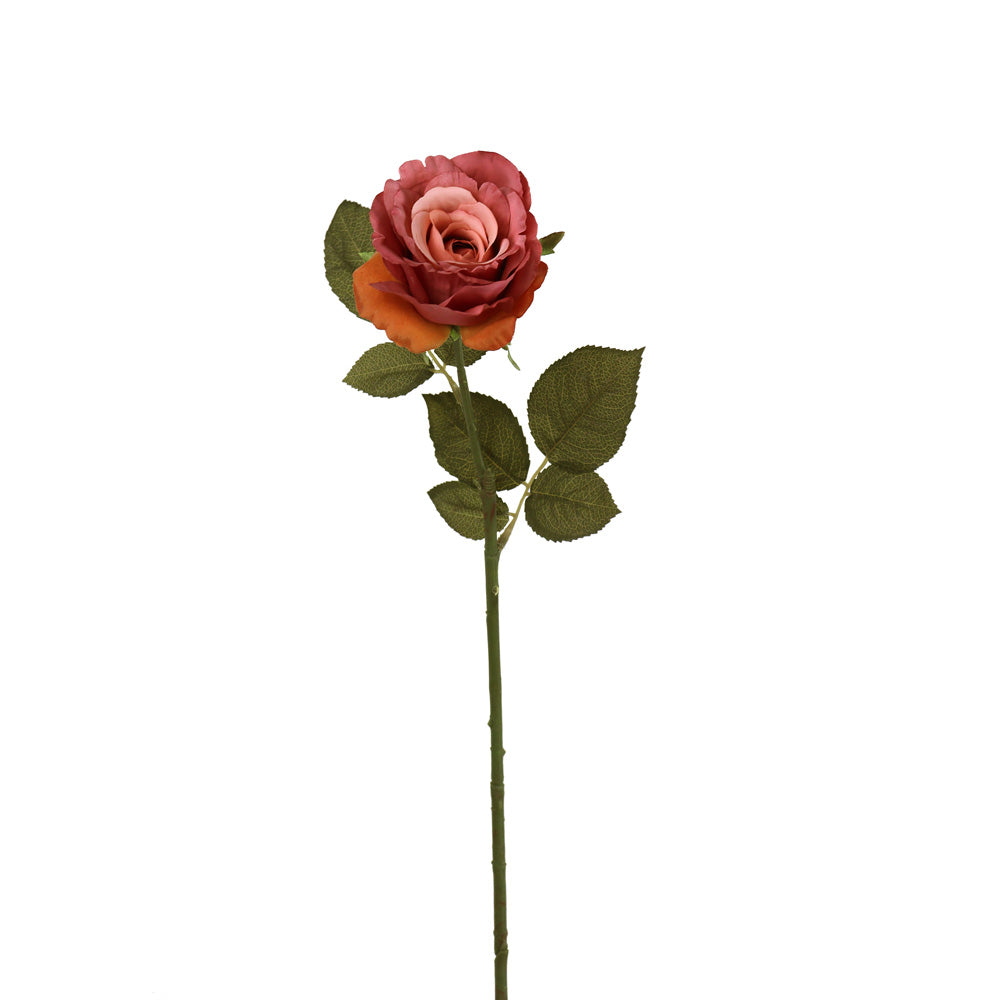 TIGE DE ROSE, ROSE, 25&