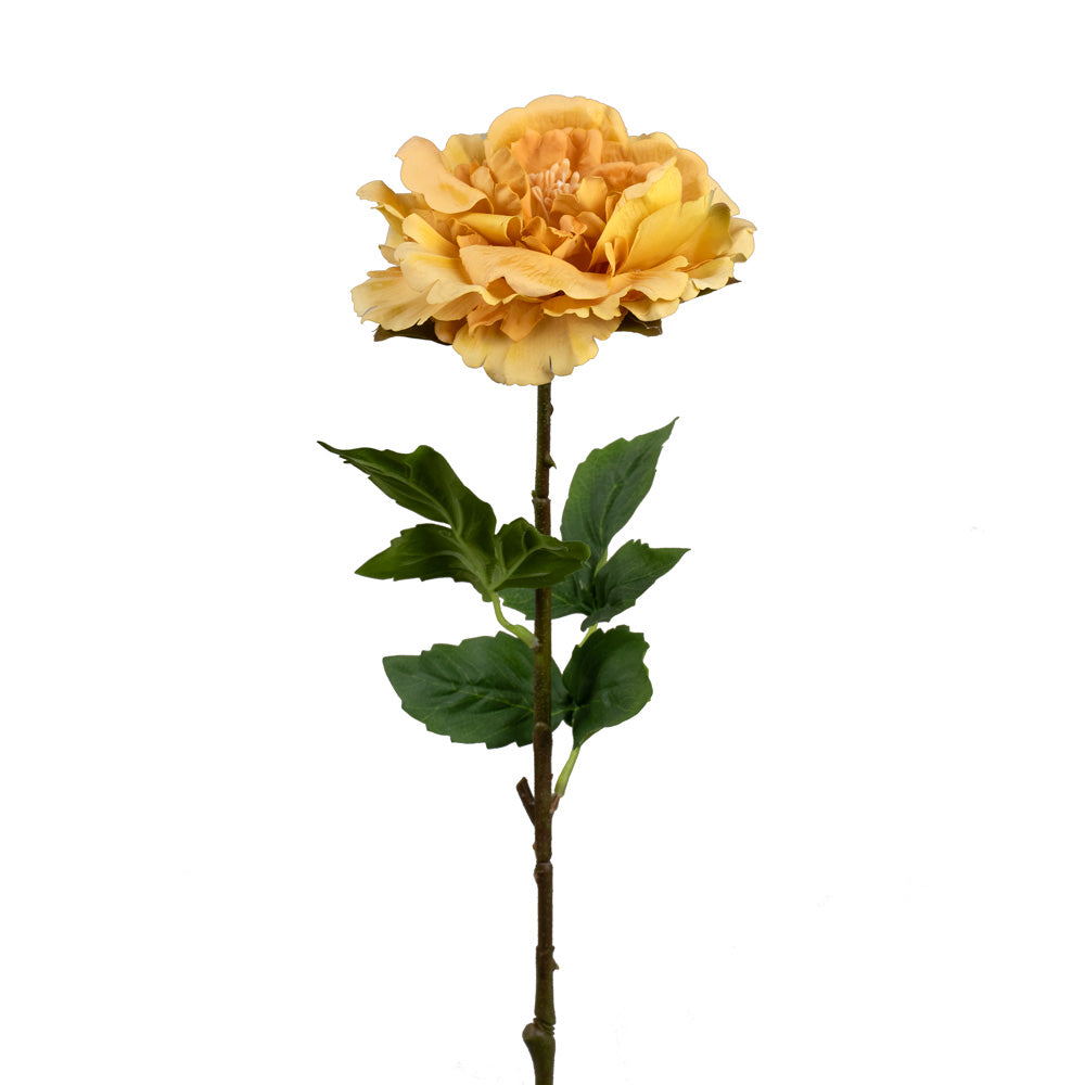 TIGE DE PIVOINE «TOUCHER RÉEL», JAUNE 24 1/2"