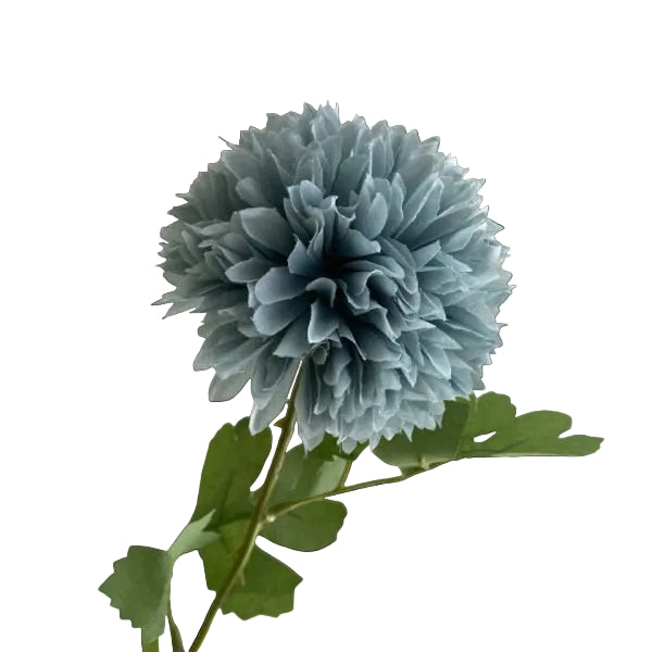 Chrysanthemum dusty Bleu