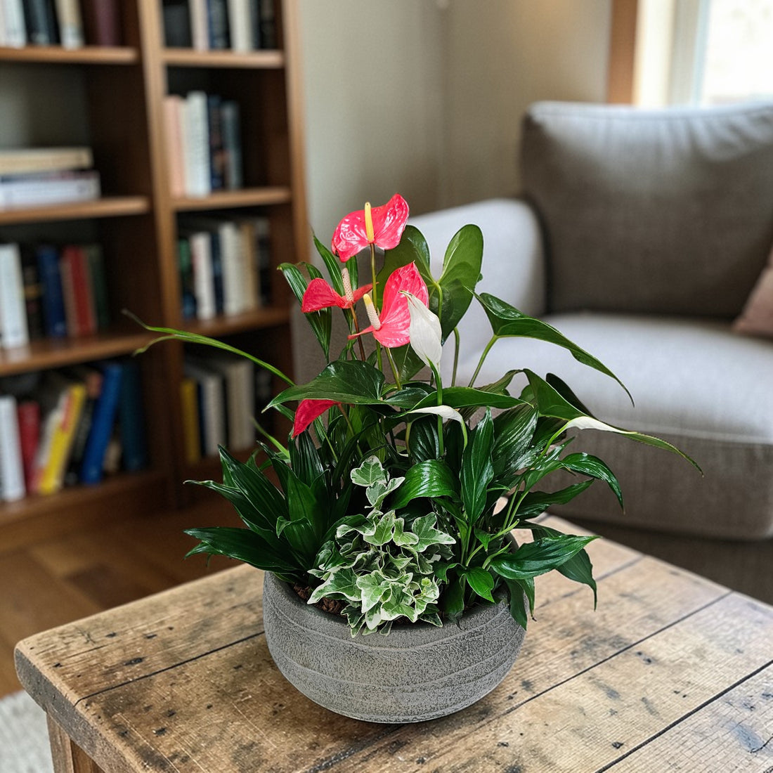 Jardin de plantes tropicales avec Anthurium 5 plantes