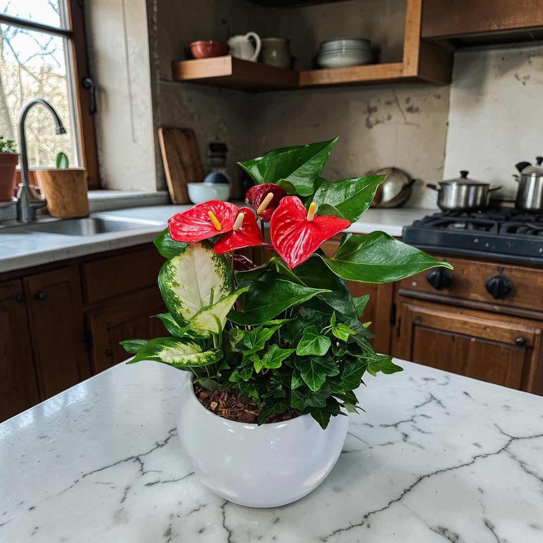 Jardin de plantes tropicales avec Anthurium rouge 3 plantes