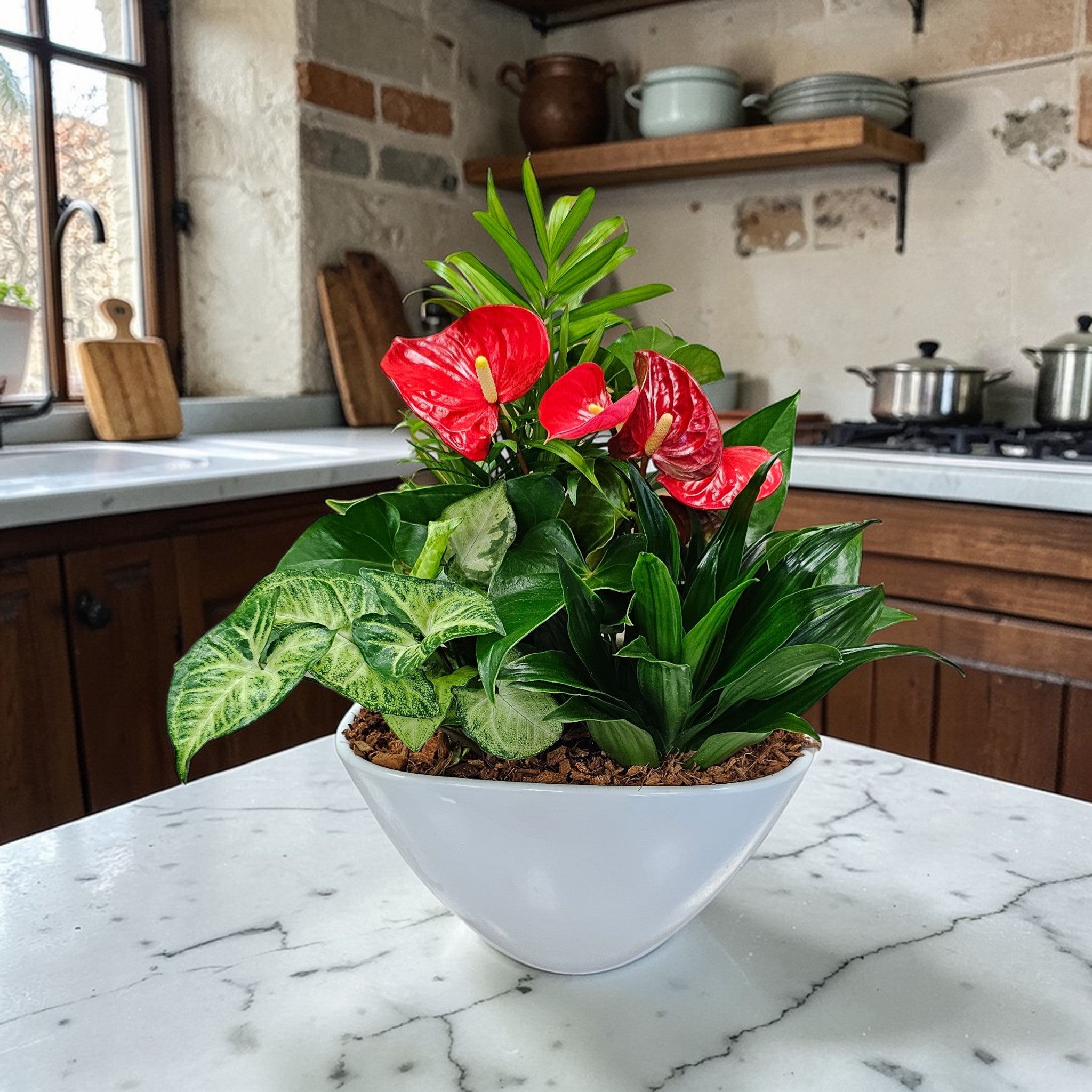 Jardin de plantes tropicales avec Anthurium rouge 4 plantes