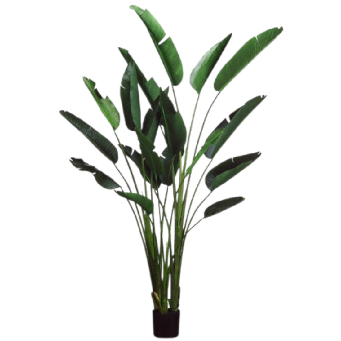 Strelitzia Artificielle – 8 pieds