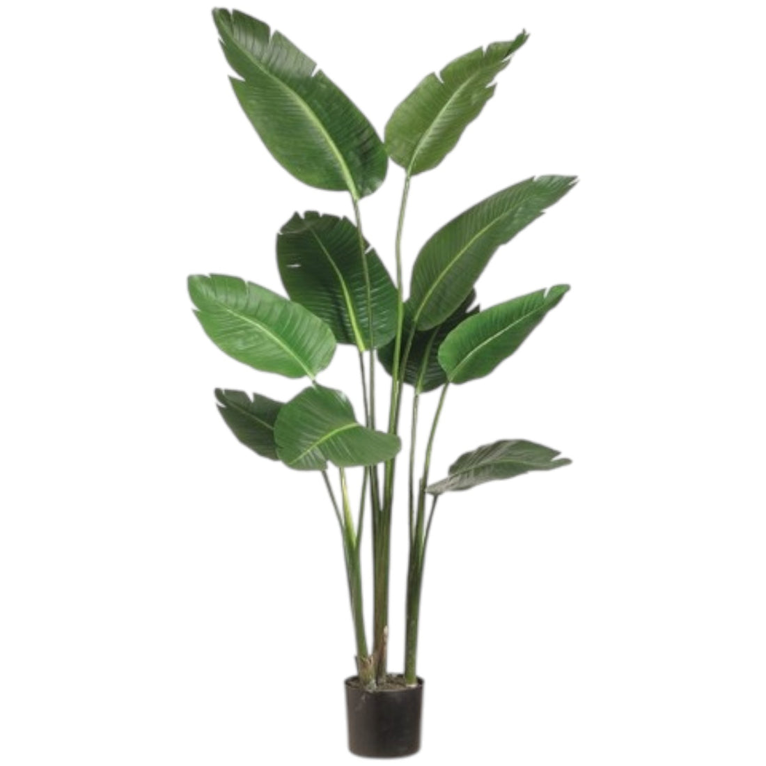 Strelitzia Artificielle – 5 pieds