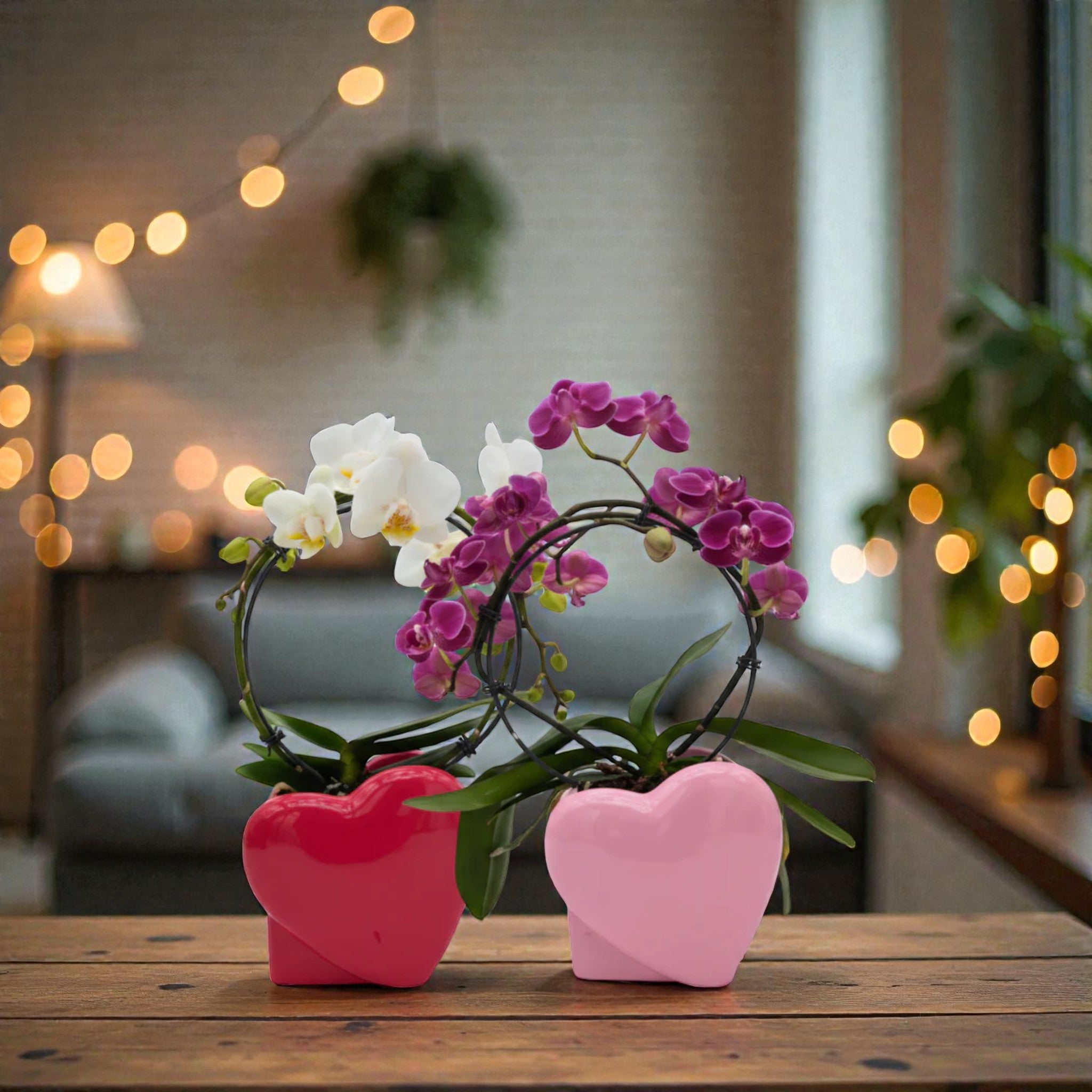 Orchidée Phalaenopsis en pot cœur