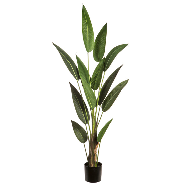 Strelitzia Artificielle – 6 pieds