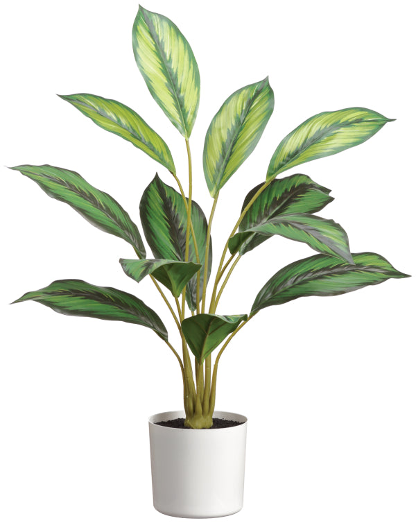 Calathea Artificielle – 26 pouces