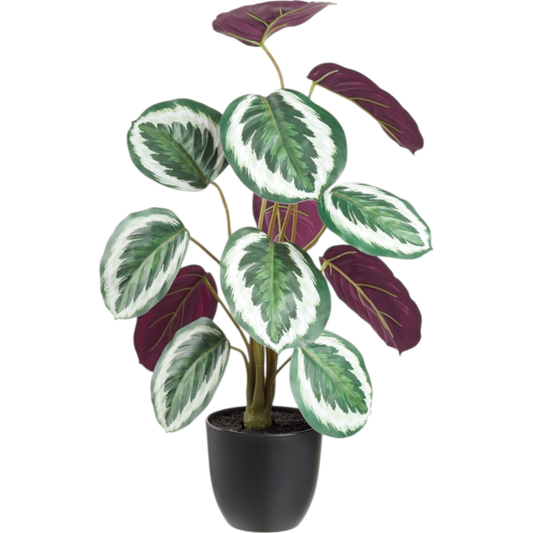 Calathea Artificielle Bicolore – 18 pouces